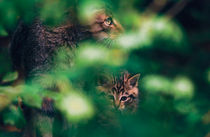 Wildcat with kitten von Intensivelight Panorama-Edition