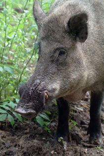 Portrait of a wild hog by Intensivelight Panorama-Edition