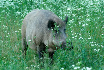Wild hog between flowers by Intensivelight Panorama-Edition