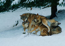 Wolf pack jostling in the snow by Intensivelight Panorama-Edition