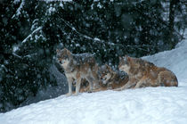 Wolves in the snow von Intensivelight Panorama-Edition