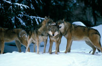 Wolves cuddling in a snowy forest von Intensivelight Panorama-Edition