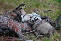 Dozing goats by Intensivelight Panorama-Edition