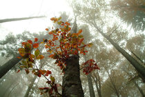 Looming beech forest in autumn by Intensivelight Panorama-Edition