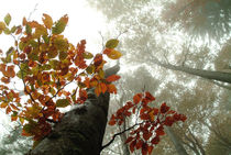 Foggy beech forest in autumn von Intensivelight Panorama-Edition