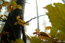 Beech forest in autumn von Intensivelight Panorama-Edition