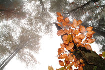 Foggy autumn beech forest von Intensivelight Panorama-Edition