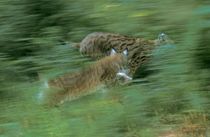 Two running lynx by Intensivelight Panorama-Edition