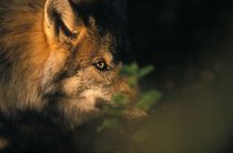 Portrait of a Wolf looking through leaves by Intensivelight Panorama-Edition