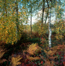Autumn forest with birches and fern von Intensivelight Panorama-Edition