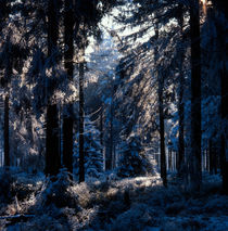 Blue winter forest von Intensivelight Panorama-Edition