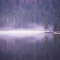 Mist rising from a lake by Intensivelight Panorama-Edition