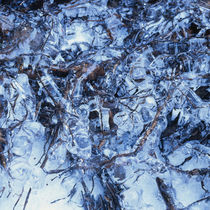 Ice covered roots by Intensivelight Panorama-Edition