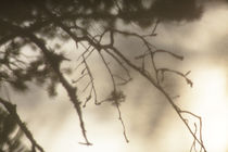 Moss growing on a pine twig by Intensivelight Panorama-Edition