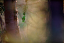 One Spruce twig von Intensivelight Panorama-Edition