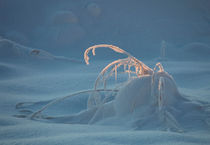 Frost covered grasses by Intensivelight Panorama-Edition