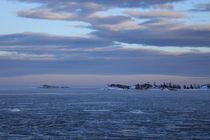 Icy ocean bay von Intensivelight Panorama-Edition