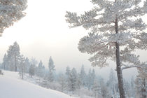 White winter forest von Intensivelight Panorama-Edition