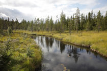Nordic forest von Intensivelight Panorama-Edition