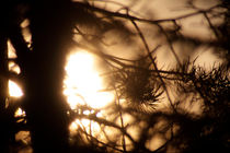 Pine tree in evening light von Intensivelight Panorama-Edition