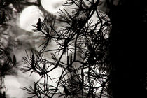 Silhouette of a pine tree by Intensivelight Panorama-Edition