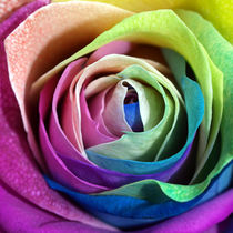 Rosenblüte,bunt, makro (rose, multi colored ) by Dagmar Laimgruber