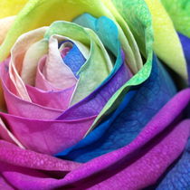 Rose, Rosenblüte, bunte ( rose, multi colored ) von Dagmar Laimgruber