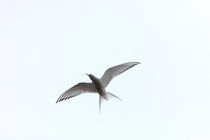 Artic tern (Sterna paradisaea) flying by Intensivelight Panorama-Edition