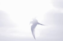 Arctic tern flying in the sunlight von Intensivelight Panorama-Edition