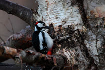 Great Spotted Woodpecker von Intensivelight Panorama-Edition