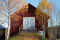 Autumn birches and red barn by Intensivelight Panorama-Edition