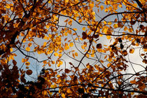 A tangle of fall leaves by Intensivelight Panorama-Edition