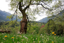 Flowering maple tree von Intensivelight Panorama-Edition