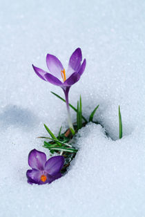 Spring Crocus flowers by Intensivelight Panorama-Edition
