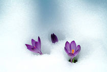 Spring Crocus in the snow by Intensivelight Panorama-Edition