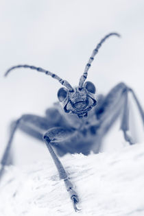 Longhorn beetle portrait by Intensivelight Panorama-Edition