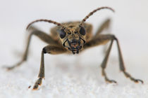 Longhorn beetle by Intensivelight Panorama-Edition