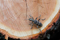 Long-horned beetle on a log von Intensivelight Panorama-Edition
