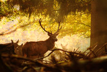 Red deer stag in fall von Intensivelight Panorama-Edition
