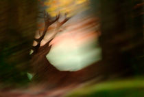 Red deer stag running by Intensivelight Panorama-Edition