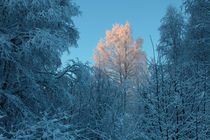 Snow-covered trees by Intensivelight Panorama-Edition