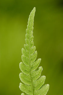 Single fern leaf von Intensivelight Panorama-Edition