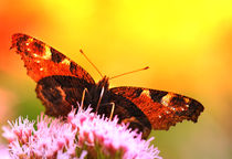Schmetterling von Violetta Honkisz