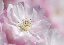 Kirschblüte  von Violetta Honkisz