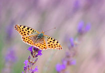 Butterfly  by Violetta Honkisz