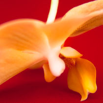 Orchid 1 von Maria Livia Chiorean