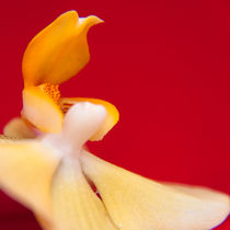 Orchid 2 von Maria Livia Chiorean