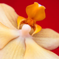 Orchid 3 von Maria Livia Chiorean