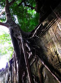 Baumwart, Cambodia, Angkor Wat von reisemonster