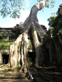 UrBaum, Cambodia, Angkor Wat by reisemonster